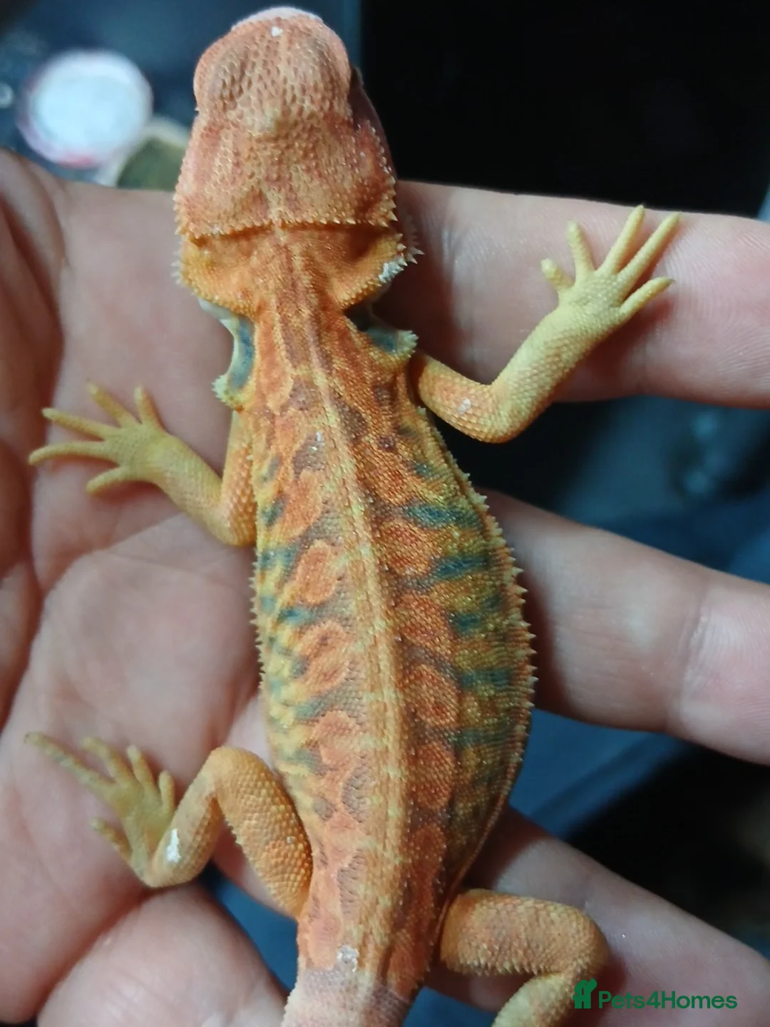 Bearded Dragon reptiles for sale: Baby bearded dragons  - Advert 2