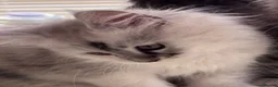 Maine Coon cats for sale: Pedigree Maine Coon Kittens from the Shaded line  - Advert 8