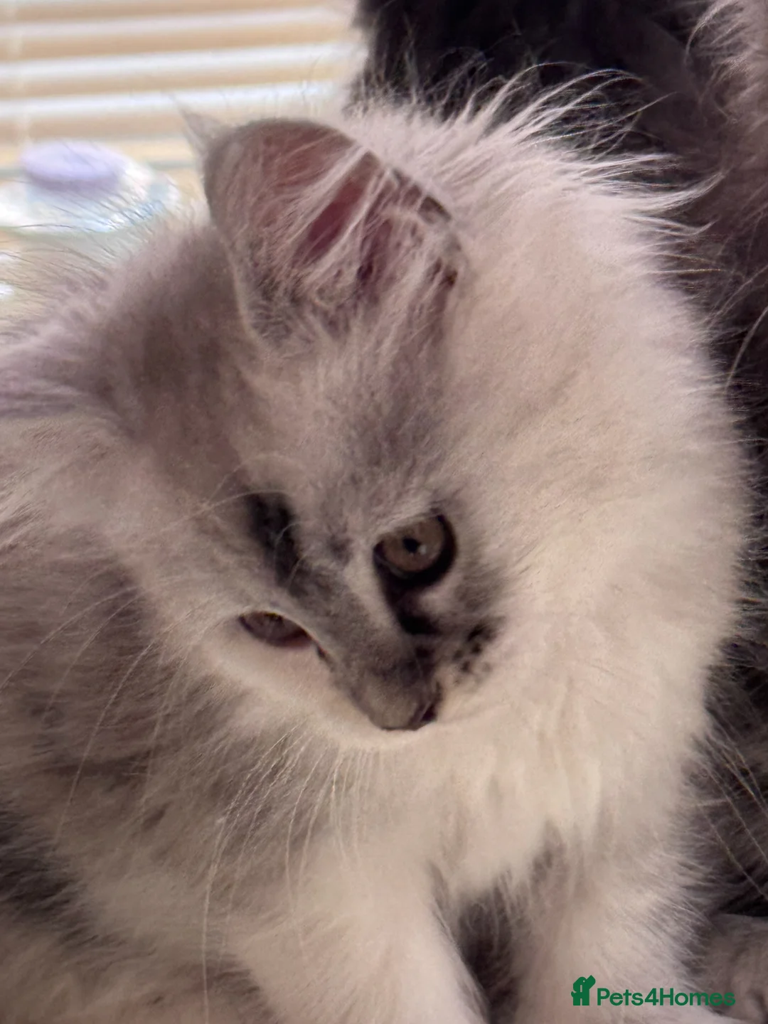 Maine Coon cats for sale: Pedigree Maine Coon Kittens from the Shaded line  - Advert 8
