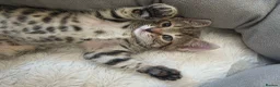 Mixed Breed cats for sale: 3 beautiful 1/4 siamese kittens ready now x - Advert 7