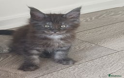 Maine Coon cats for sale: Main coons - Image 2