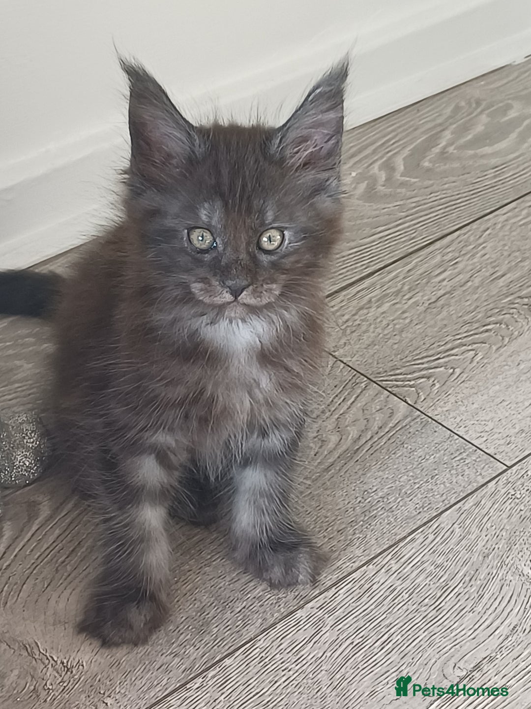 Maine Coon cats for sale: Main coons - Image 2