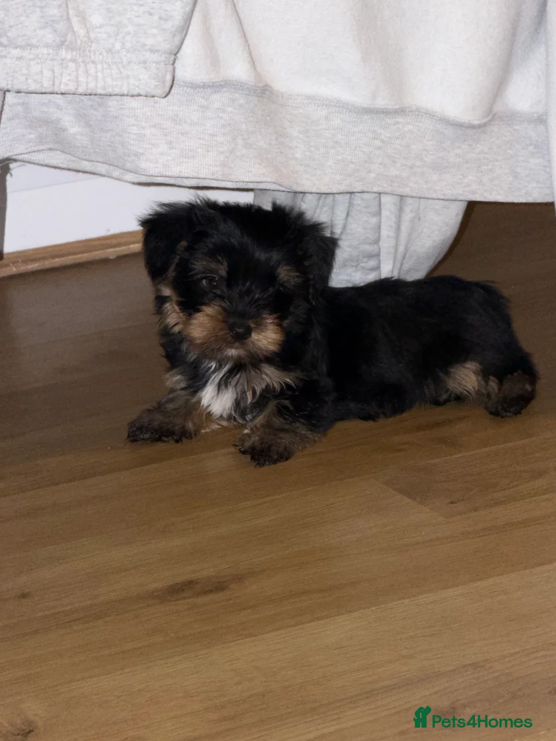 Yorkshire Terrier dogs for sale: 🌸 Stunning Yorkshire terrier puppies available 🌸 - Advert 8