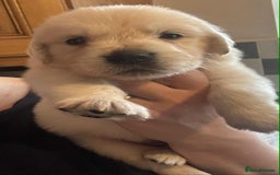 Golden Retriever dogs for sale: Stunning KC Golden Retriever puppies - Image 11