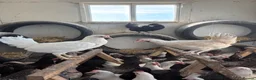 Chickens poultry for sale: Point of lay hens for sale  - Advert 3