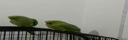 Ringnecks birds for sale: Beautiful Female Indian Ringneck–Friendly & Health - Advert 4