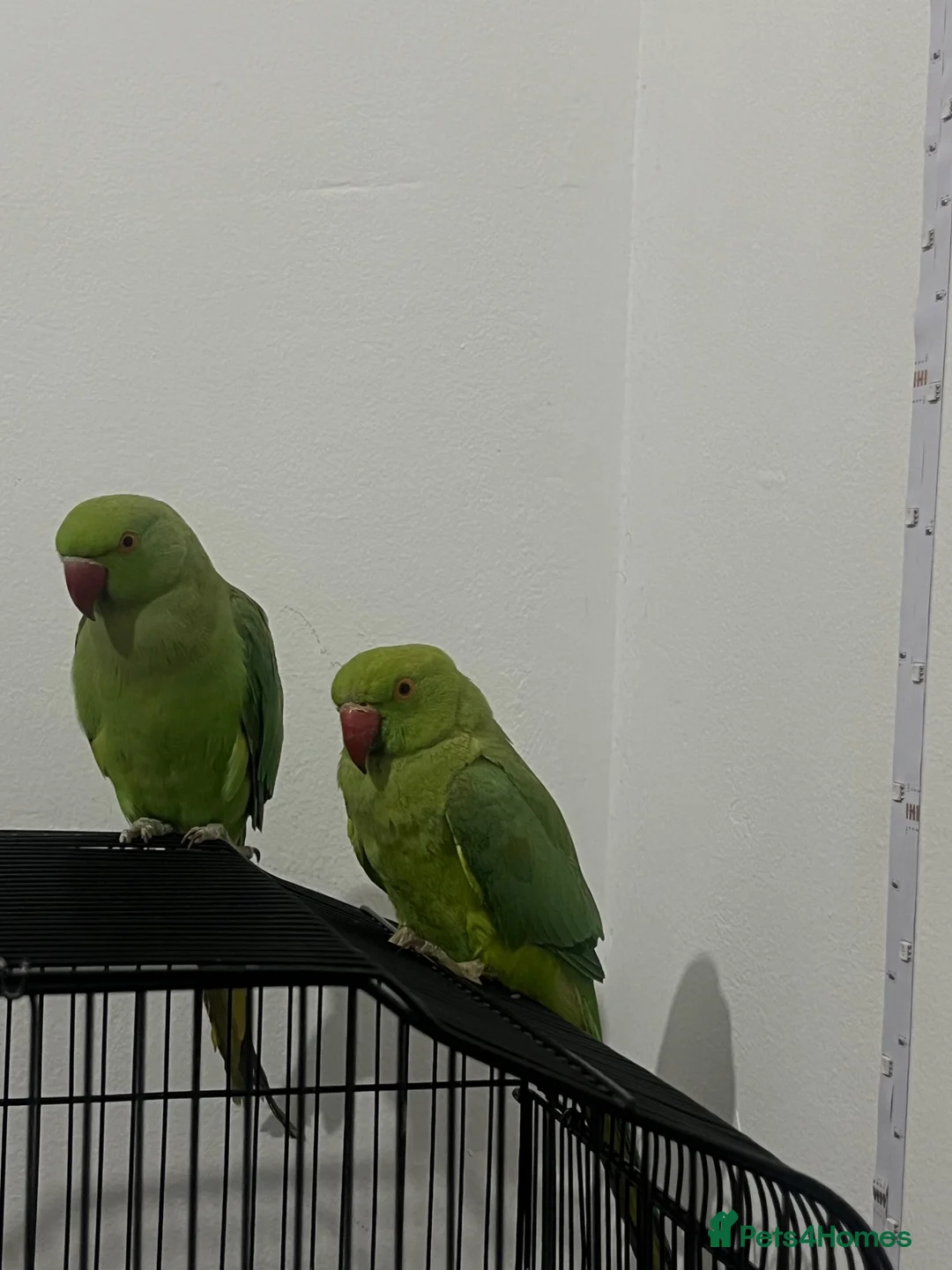 Ringnecks birds for sale: Beautiful Female Indian Ringneck–Friendly & Health - Advert 4