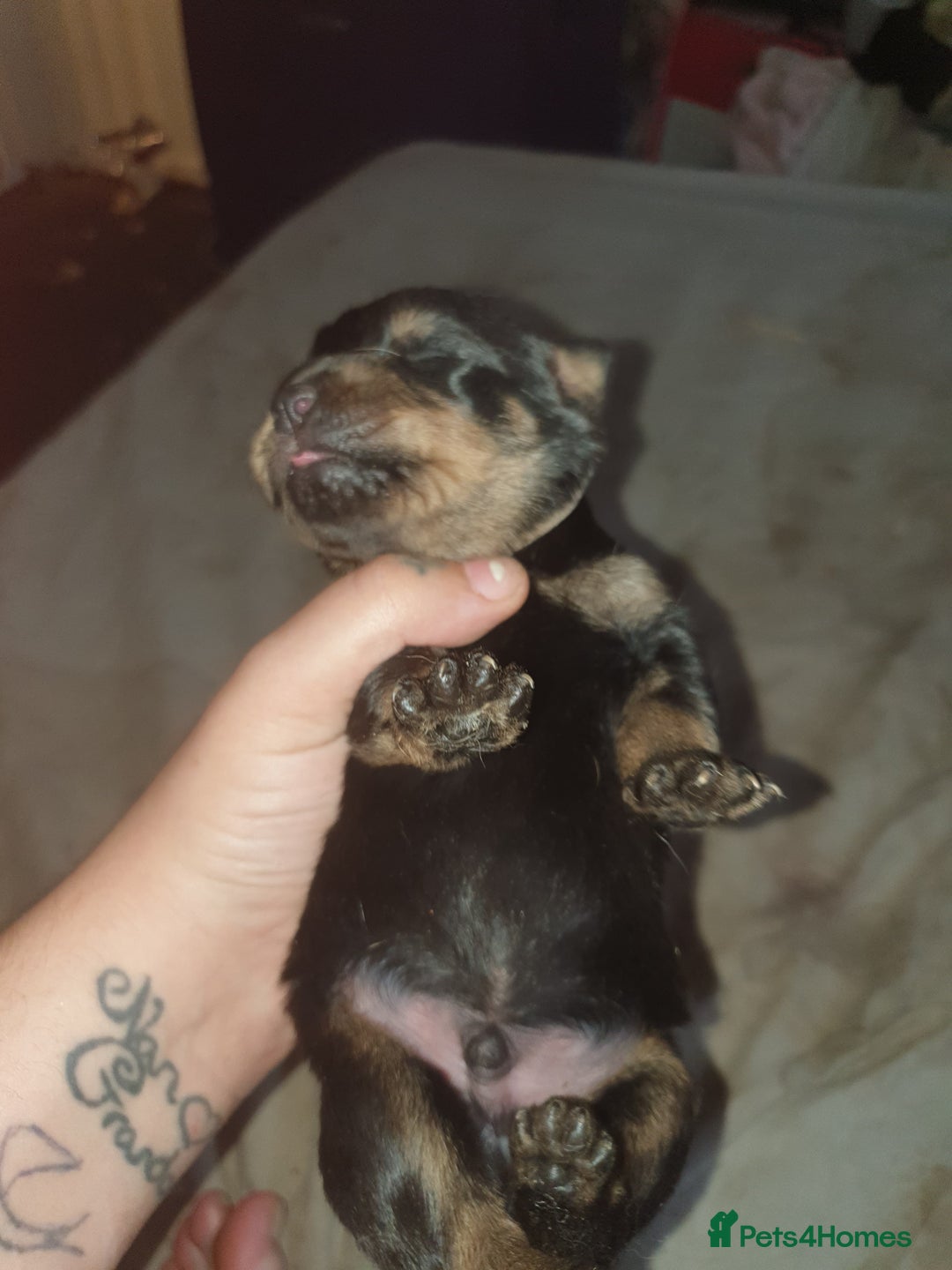 Rottweiler dogs for sale: Chunky big boned rottweilers  - Image 10