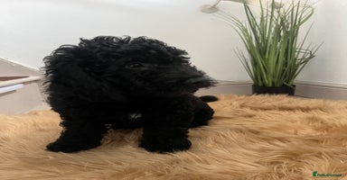 Cockapoo dogs - Advert 4