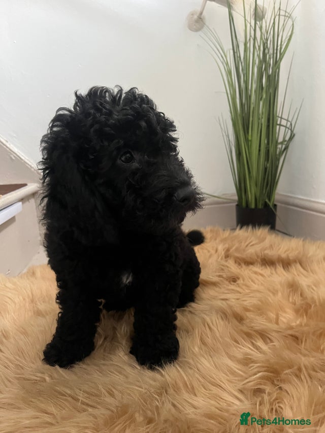 Beautiful cockapoo Puppies for sale in Bristol | Pets4Homes
