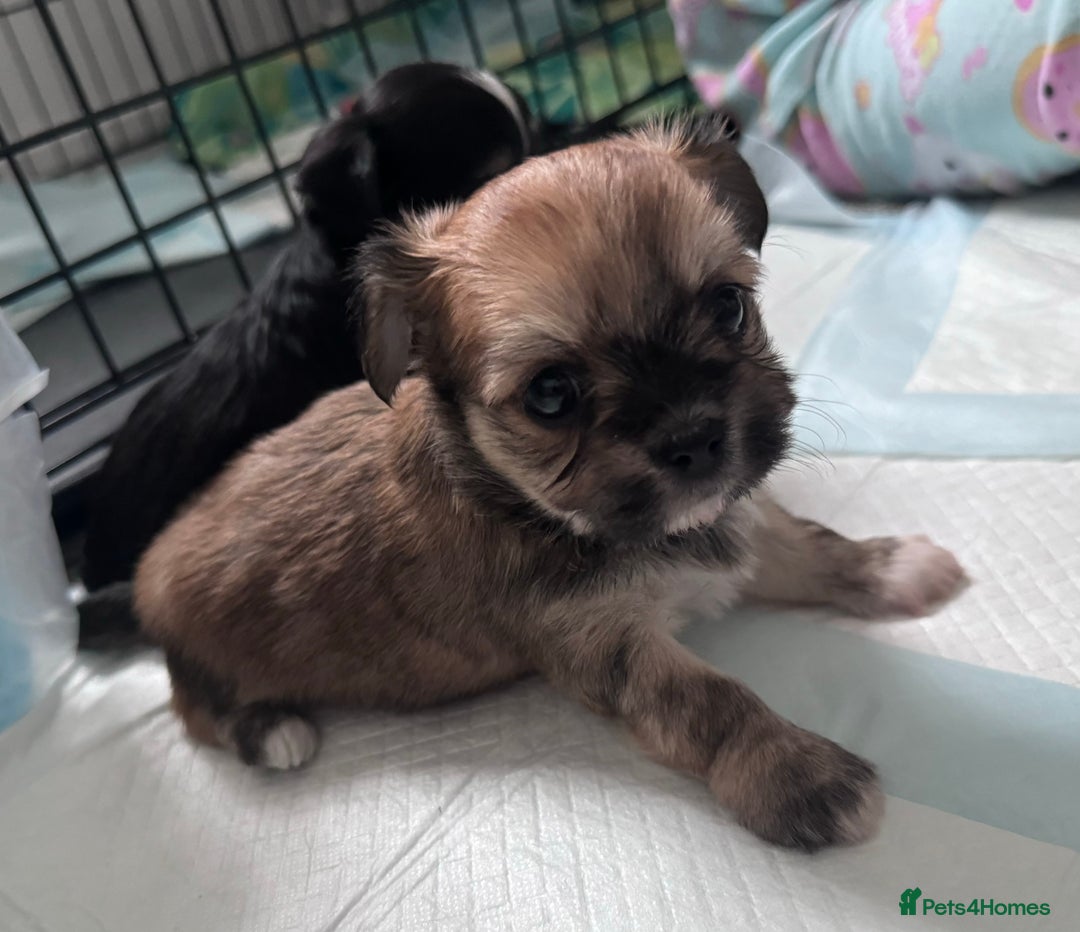 Mixed Breed dogs for sale: Tini Malchi puppies  - Image 15