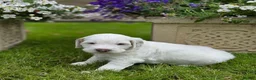 Australian Labradoodle dogs for sale: Australian Labradoodle Puppies - Advert 9
