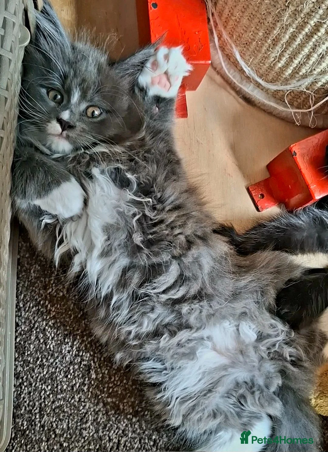Maine Coon cats for sale: Pure Maine Coon Kittens - Denis & Doris in Huddersfield - Advert 19