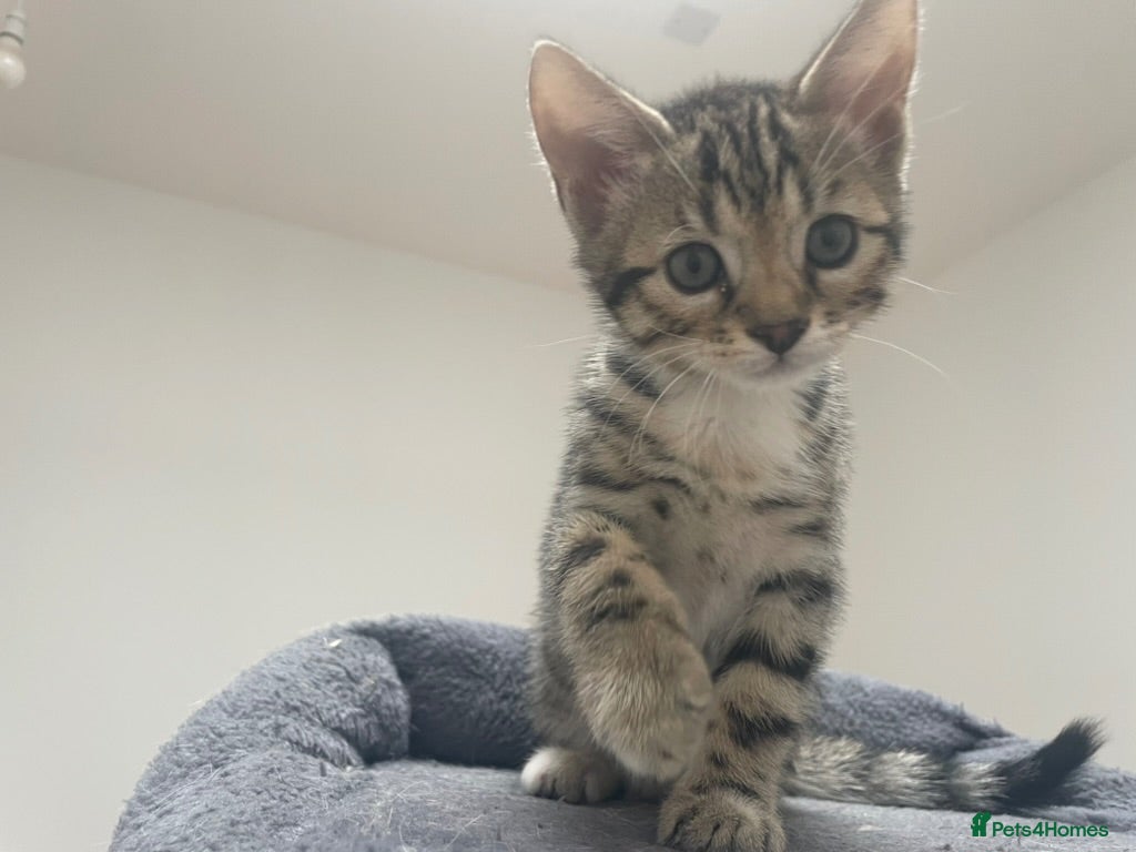Bengal cats Bengal X READY NOW  - Advert 1
