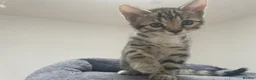 Bengal cats for sale: Bengal X READY NOW  - Advert 1