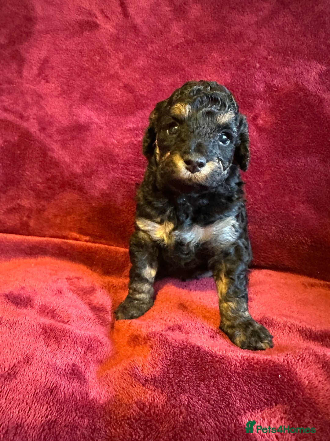 Toy Poodle dogs for sale: 💫🐩Extensively Health tested KC Toy Poodles 🐩💫 - Advert 8