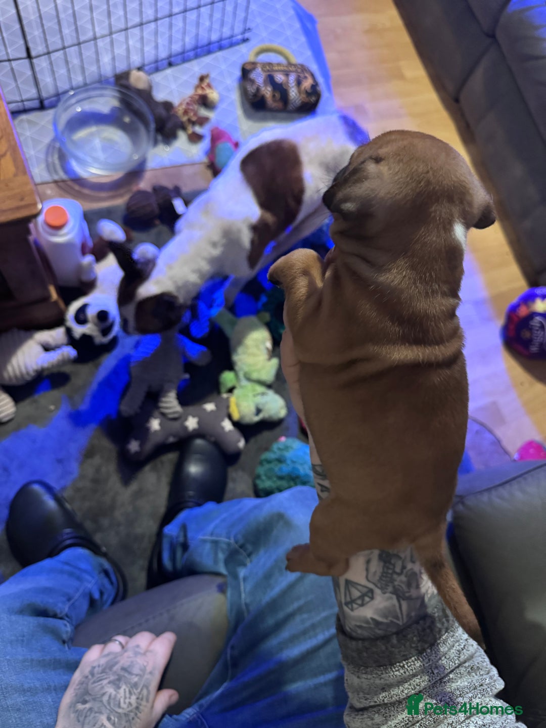 Staffordshire Bull Terrier dogs for sale: Stunning Female  Staffy x Pups - Advert 15