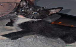 Mixed Breed cats for sale: Savannah Mix Litter🩷 discount if take two. 3 left - Image 17
