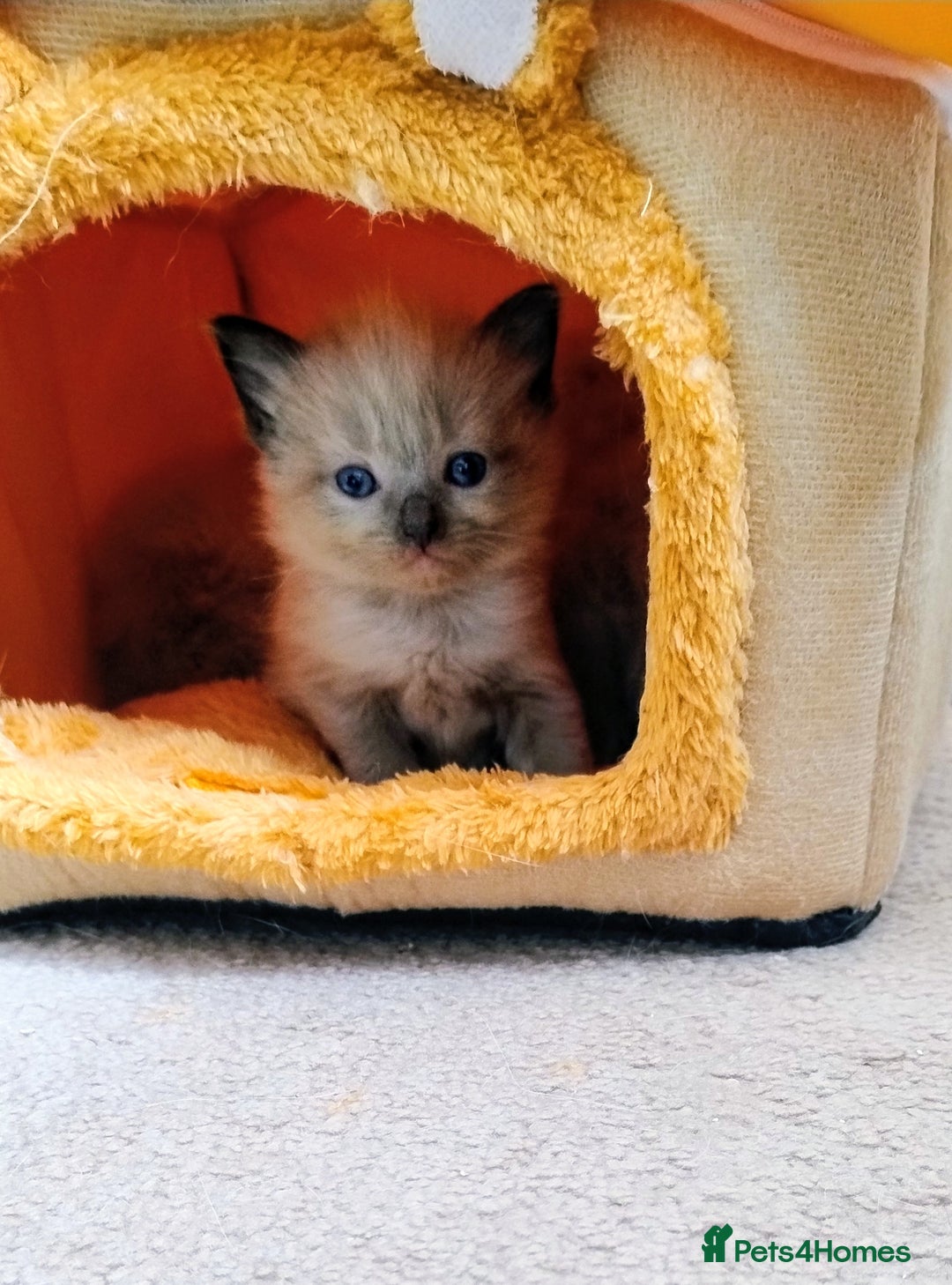 Ragdoll cats for sale: Pure bred Ragdolls looking for loving homes - Image 4