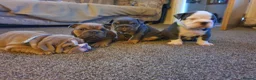 English Bulldog dogs for sale: 4 beautiful English bulldog puppies  - Advert 13
