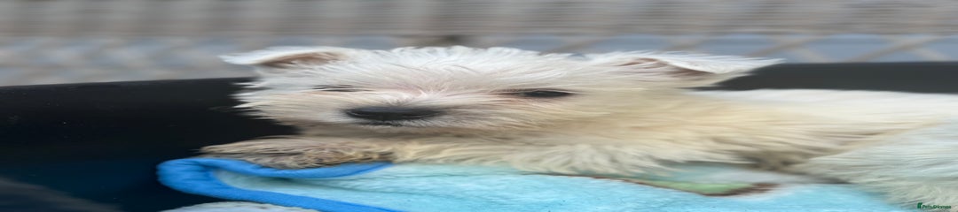 West Highland Terrier Puppy 3