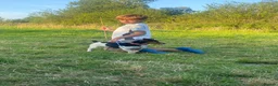 Jack Russell dogs for sale: Jack Russell puppies in Maidstone - Advert 1