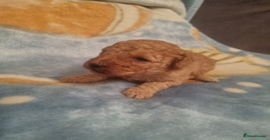 Cockapoo dogs - Advert 14
