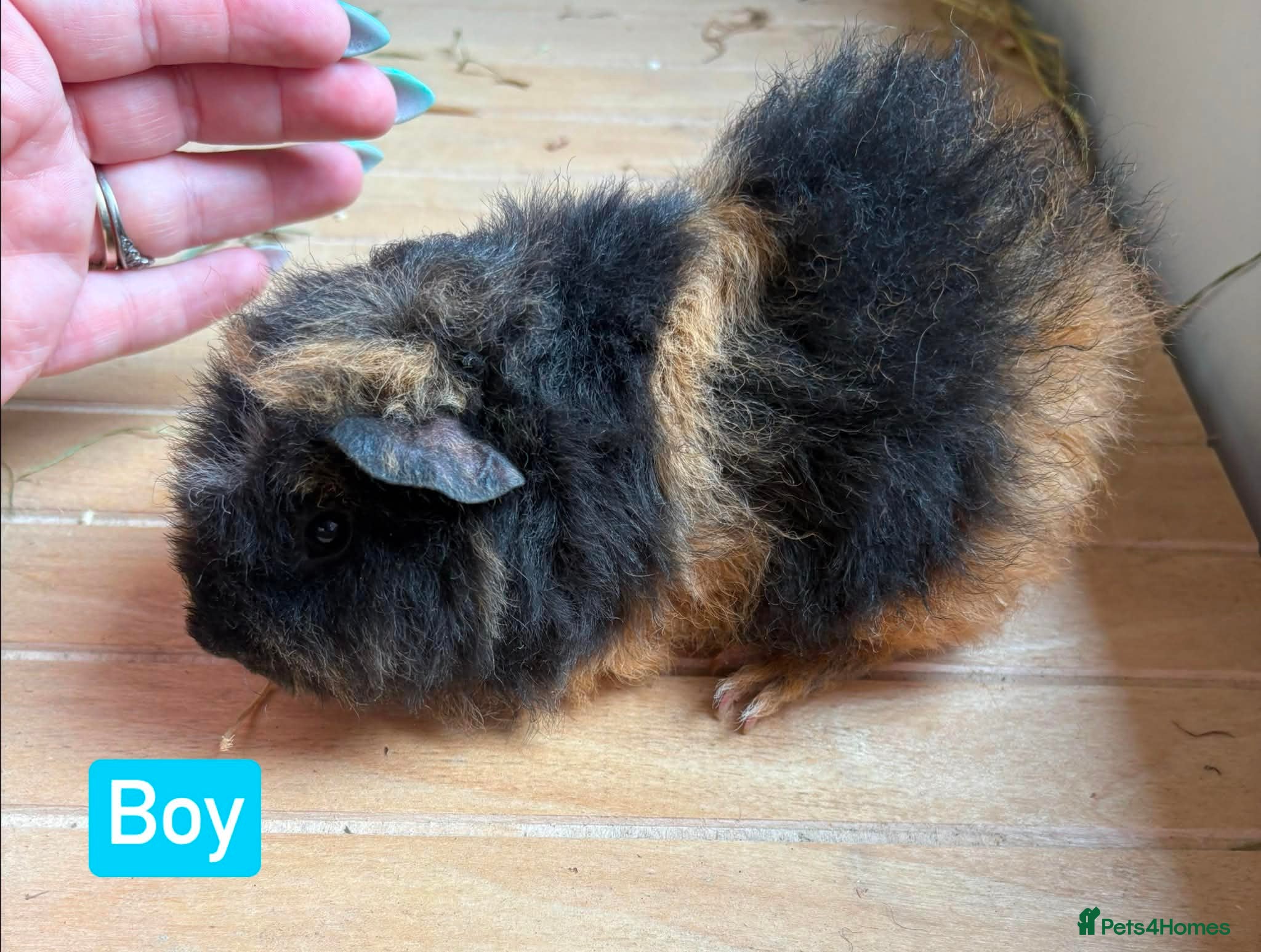 Guinea Pig rodents Guinea pigs available  - Advert 8