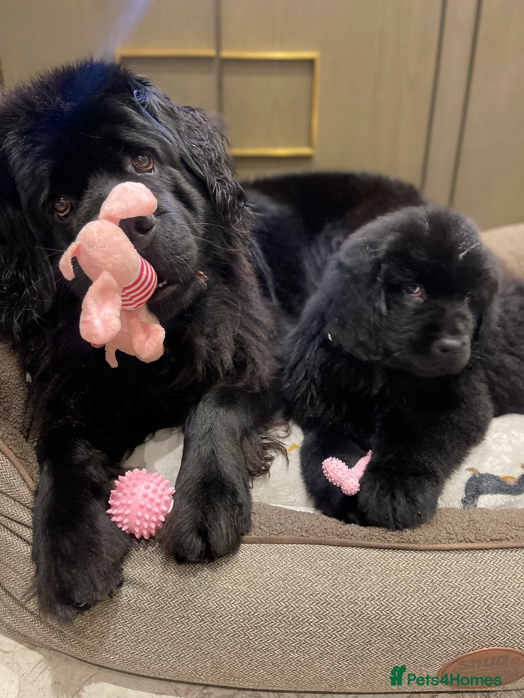 Newfoundland dogs for sale: Chunky Newfoundland pup - Advert 6