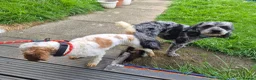 Cavapoo dogs for sale: F2 Cavapoo pups. DNA Health tested parents.  - Advert 22