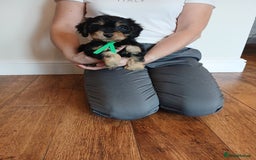 Cockapoo dogs for sale: Cockapoo puppies  - Image 10