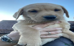 Labrador Retriever dogs for sale: Labrador puppies working or pet - Image 4