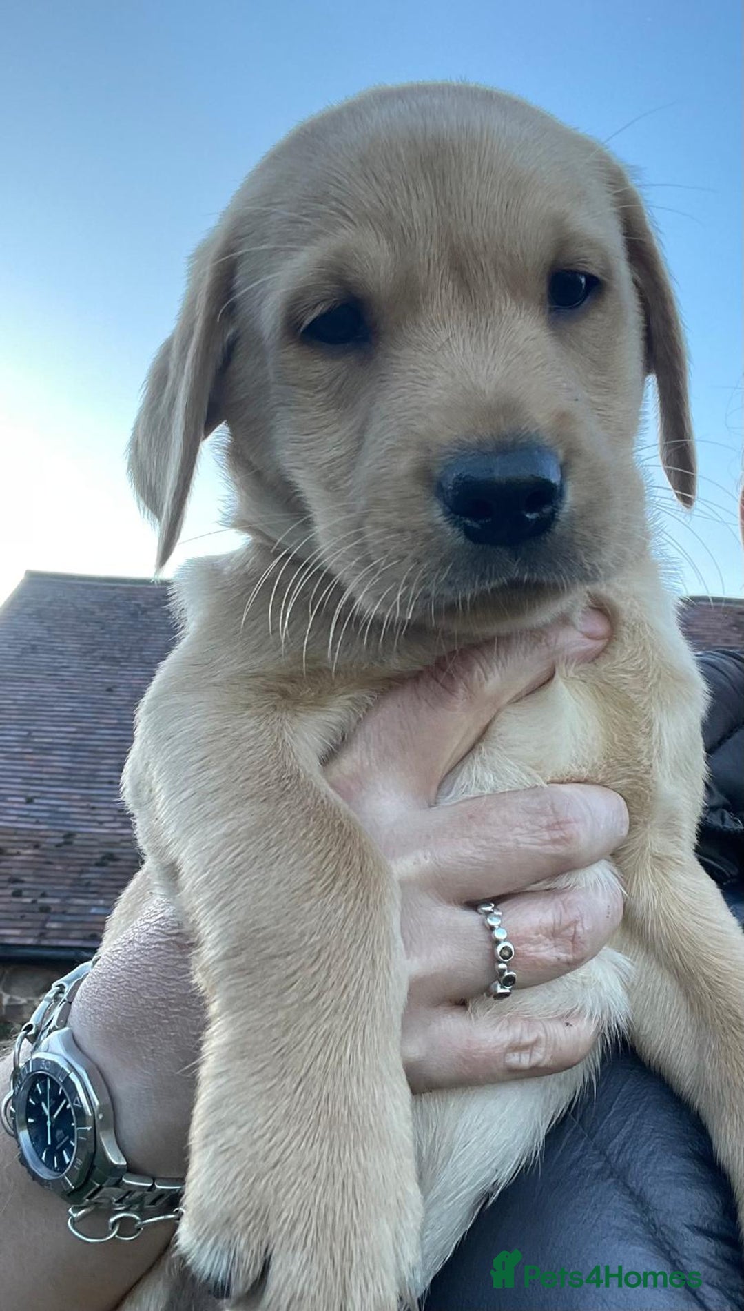 Labrador Retriever dogs for sale: Labrador puppies working or pet - Image 4