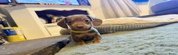 Miniature Dachshund dogs for sale: Beautiful Miniature Puppies - Advert 3