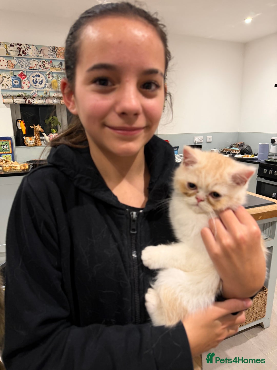 Exotic cats for sale: Beautiful exotic kittens for sale - Advert 6