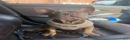 French Bulldog dogs for sale: Bear - French bulldog puppy - chocolate brown - Advert 3