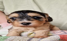 Cockapoo dogs for sale: Beautiful Cockerpoo puppies  - Image 1
