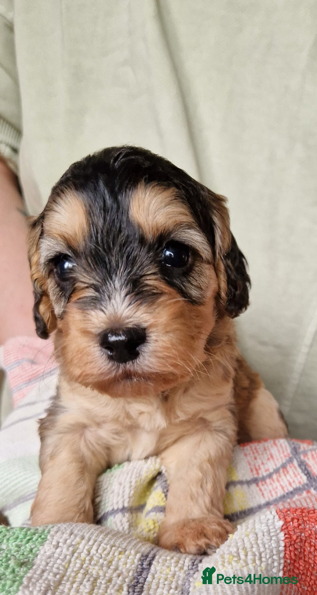 Cockapoo dogs for sale: Beautiful Cockerpoo puppies  - Image 1