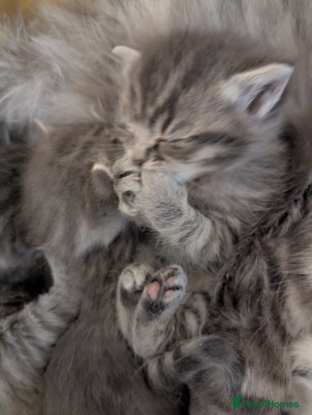 Mixed Breed cats for sale: Beautiful grey silver tabby kittens, ragdoll X Mum - Advert 19