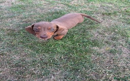 Dachshund dogs for sale: KC PRA Miniature smooth hair dachshund puppies  - Image 7