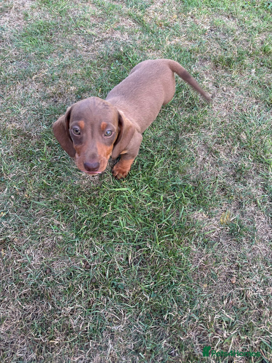 Dachshund dogs for sale: KC PRA Miniature smooth hair dachshund puppies  - Image 7