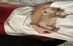 Labrador Retriever dogs for sale: Labrador Puppies Looking for Their Forever Homes!  - Image 14