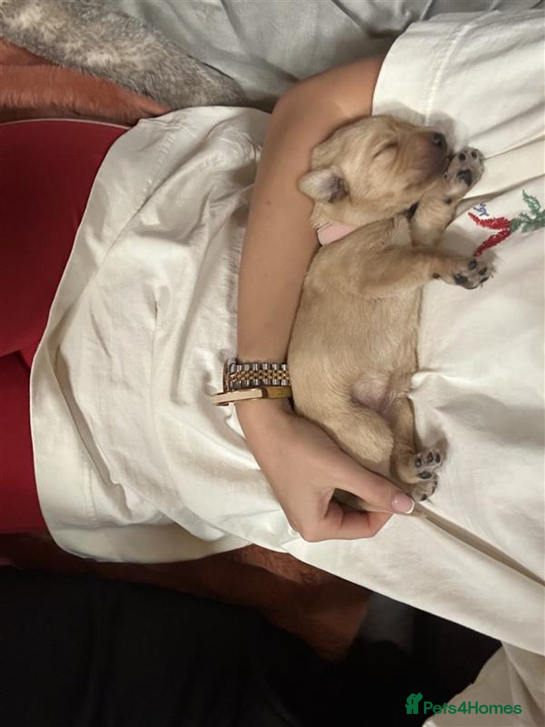 Labrador Retriever dogs for sale: Labrador Puppies Looking for Their Forever Homes!  - Image 14