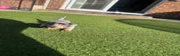 Miniature Dachshund dogs for sale: Miniature dachshund puppy - Advert 4