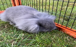 Mini Lop rabbits for sale: Male mini lop babies READY TO LEAVE  - Image 2