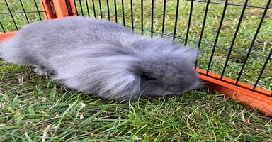 Mini Lop rabbits - Advert 15