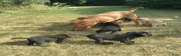 Labrador Retriever dogs for sale: Wonderful Labrador pups for sale  - Advert 4