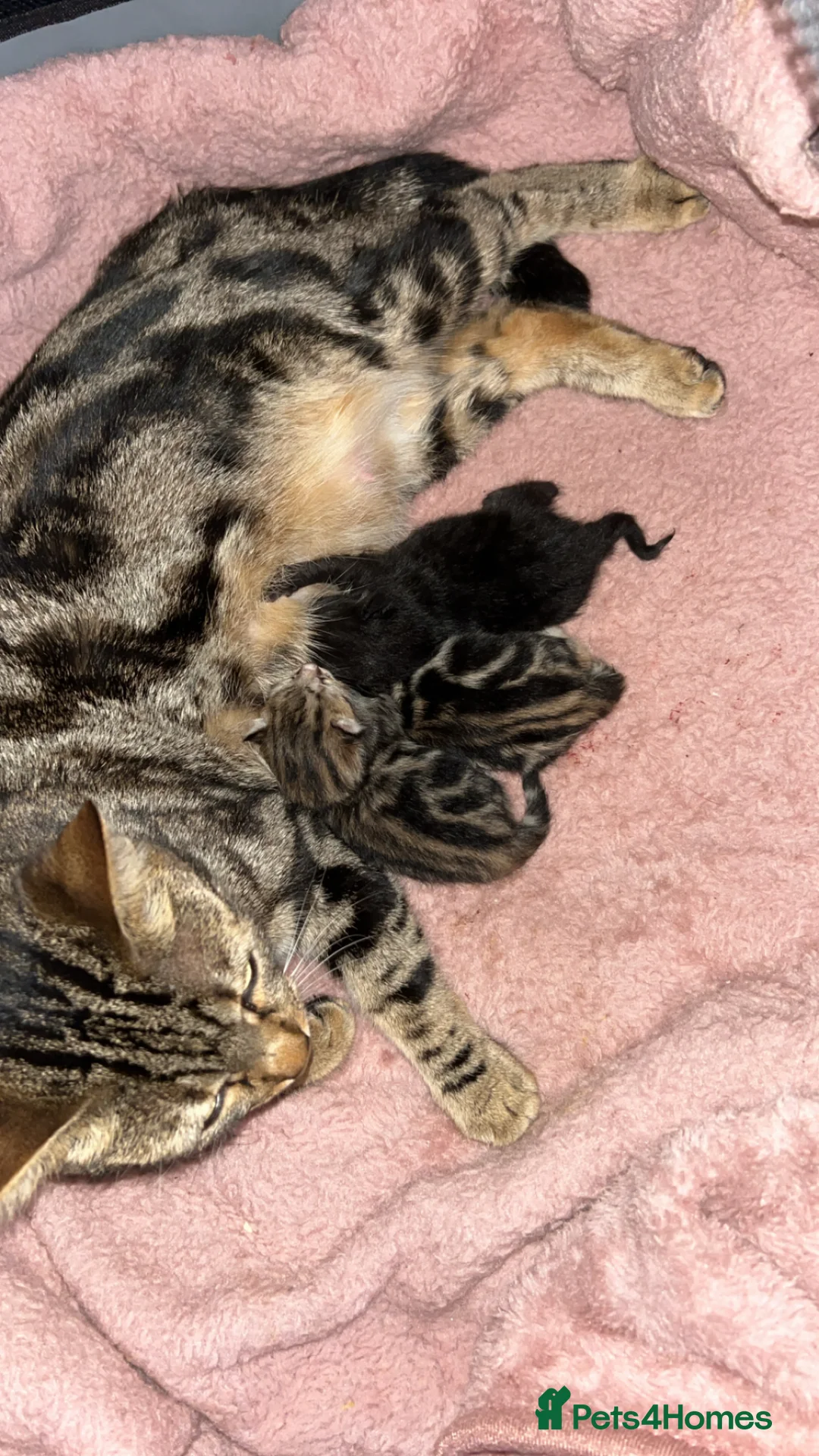 Bengal cats for sale: Bengal mixed - Advert 2