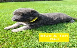 German Shepherd dogs for sale: K.C German Shepherd puppies - Image 5