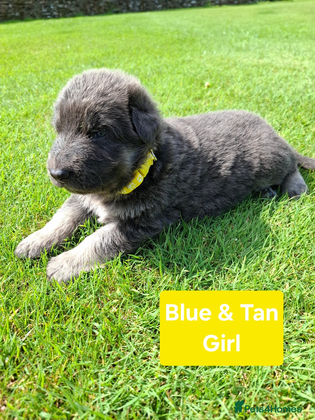 German Shepherd dogs for sale: K.C German Shepherd puppies - Image 5